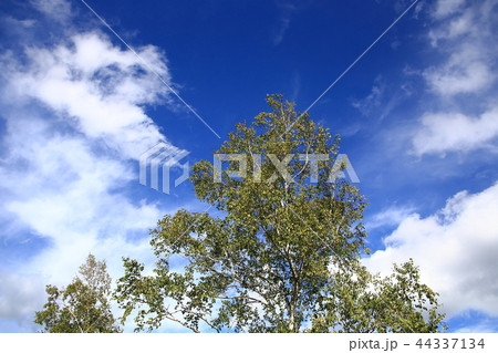 しらかばの木 44337134