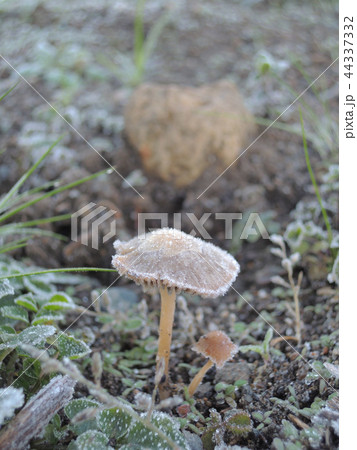 朝霜に当たるきのこ 44337332