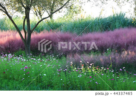 ピンクミュルリ 葦 色 44337465