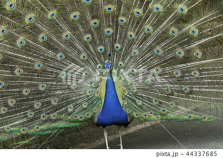 大牟田市動物園　クジャク、 44337685