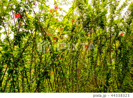 仏桑花 仏桑華 桑槿 44338323