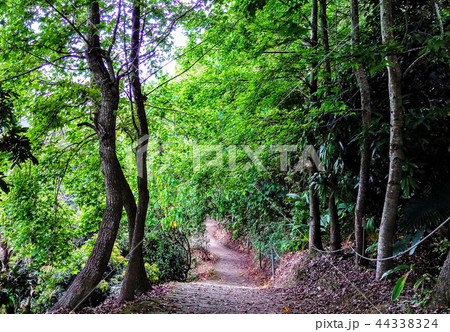 山腹 中腹 跡 44338324