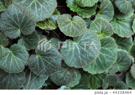 奇跡の星の植物館のユキノシタの葉 奇跡の星の植物館のユキノシタの葉 44338464