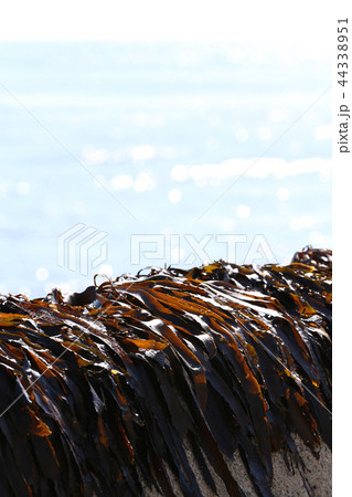 ワカメの天日干し ワカメの天日干し 44338951