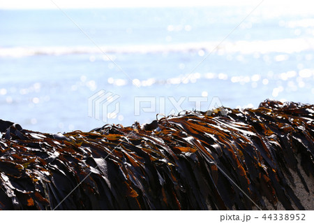 ワカメの天日干し 44338952