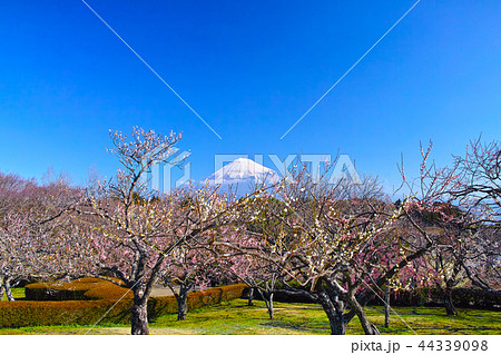 富士山と梅 44339098