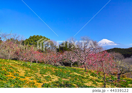 梅と富士山 梅と富士山 44339122