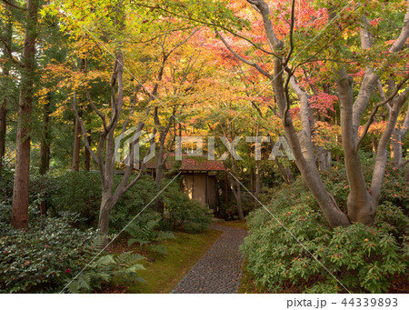 北山緑化植物園 北山緑化植物園 44339893