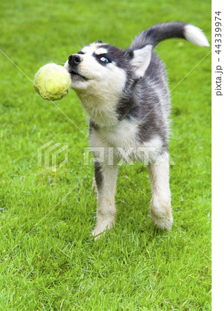 Siberian Husky is in the green grass Siberian Husky is in the green grass 44339974