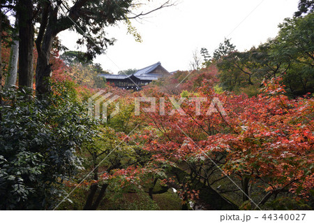 東福寺　通天橋 44340027