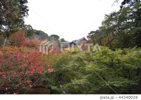 東福寺 通天橋 東福寺 通天橋 44340039