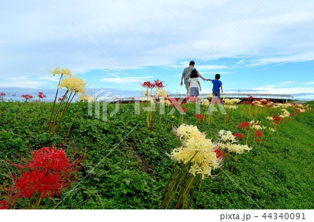 彼岸花の咲く土手で散歩する風景17-09-23 44340091