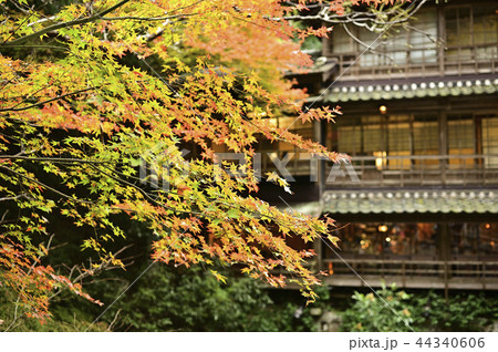 旅館と紅葉 44340606