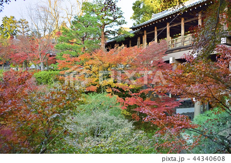 臥雲橋の紅葉 44340608