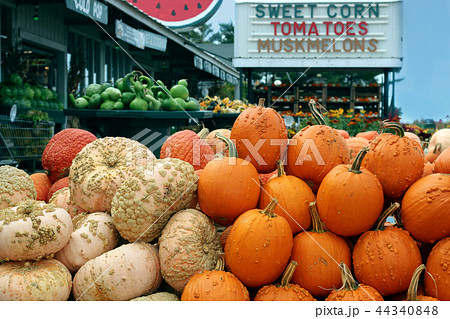 Ripe Pumpkins in a market. Ready to Haloween Ripe Pumpkins in a market. Ready to Haloween 44340848