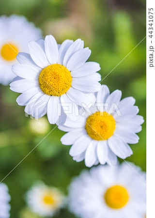 ノースポールの花アップ ノースポールの花アップ 44341075