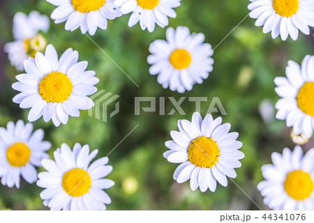 ノースポールの花 ノースポールの花 44341076