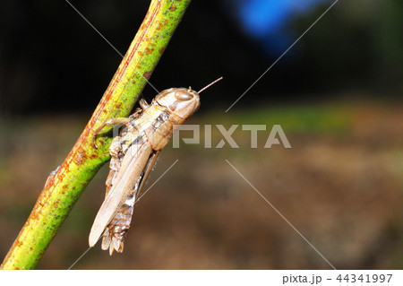 モズのはやにえ（バッタ） 44341997