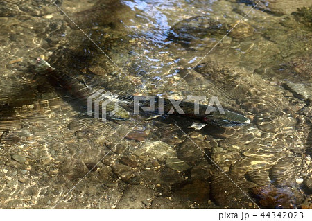 サクラマスの溯上 サクラマスの溯上 44342023