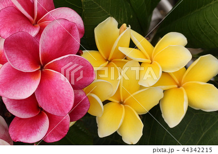 プルメリア　二色 44342215