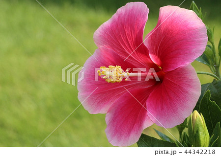 ピンクのハイビスカス 44342218