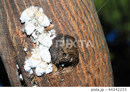 ハラビロカマキリの卵とカイガラムシ ハラビロカマキリの卵とカイガラムシ 44342255