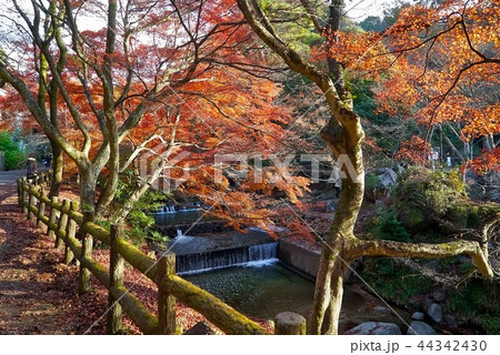 紅葉がきれいな秋の岩屋堂 紅葉がきれいな秋の岩屋堂 44342430