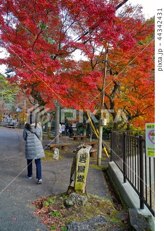 紅葉がきれいな秋の岩屋堂 紅葉がきれいな秋の岩屋堂 44342431