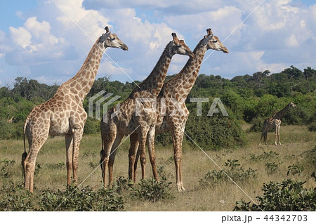 キリン - Chobe, Botswana キリン - Chobe, Botswana 44342703