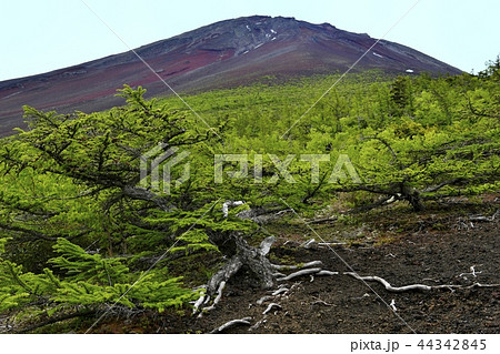 富士山お中道御庭から山頂 44342845