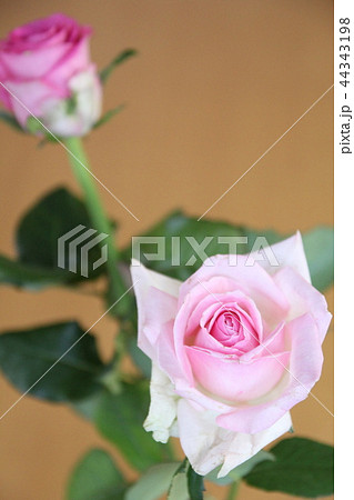 ピンクのバラ 44343198