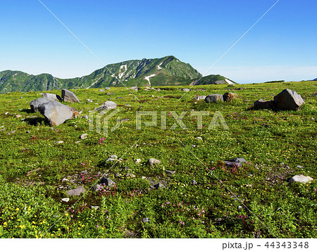 奥大日岳とお花畑 奥大日岳とお花畑 44343348