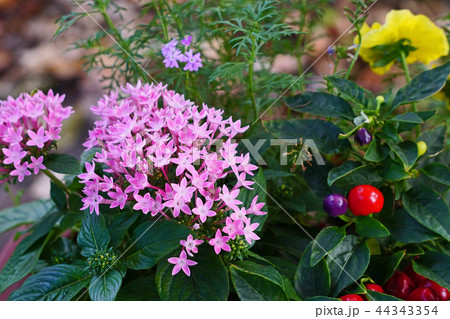 星の形が綺麗なクササンタンカ 星の形が綺麗なクササンタンカ 44343354