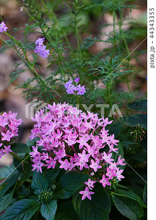 星の形が綺麗なクササンタンカ 星の形が綺麗なクササンタンカ 44343355