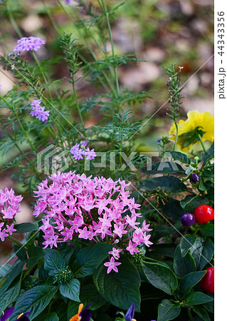 星の形が綺麗なクササンタンカ 44343356