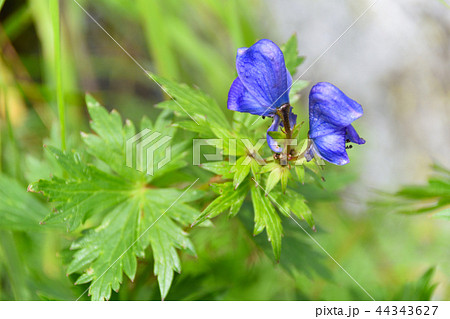 桜井烏頭 桜井烏頭 44343627