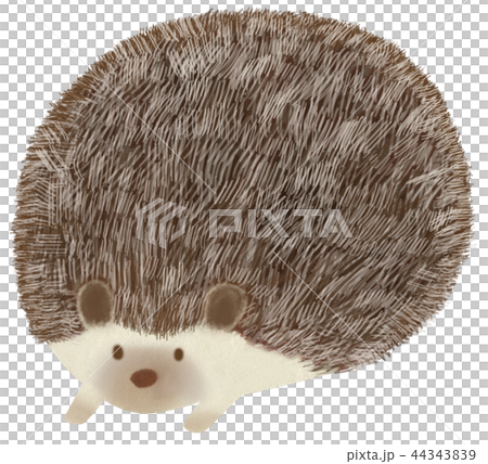Hand drawn animal hedgehog Hand drawn animal hedgehog 44343839