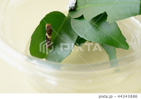 休息中のナミアゲハの3齢幼虫 休息中のナミアゲハの3齢幼虫 44343886