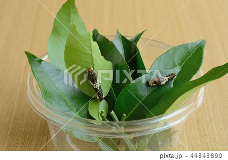 休息中のナミアゲハの幼虫（左：４齢　右：３齢） 44343890