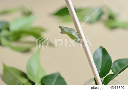 ナミアゲハの蛹とユズの葉 44343892