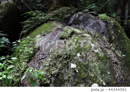名草厳島神社(巨石に流れる岩清水) 名草厳島神社(巨石に流れる岩清水) 44344561
