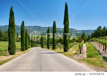 Vineyards in California, USA Vineyards in California, USA 44344670