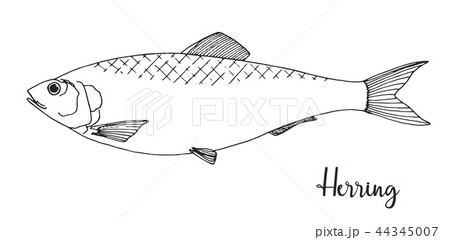 Hand Drawn Herring Vector Illustrationのイラスト素材