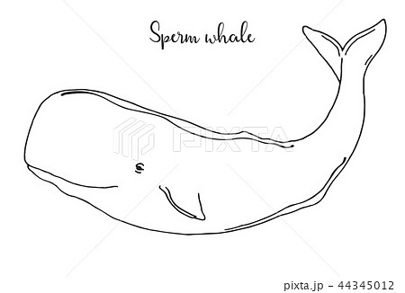 Hand Drawn Sperm Whale Vector Illustrationのイラスト素材