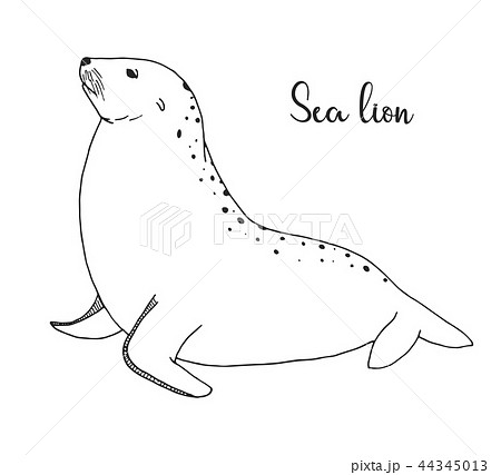 Hand Drawn Sea Lion Vector Illustrationのイラスト素材