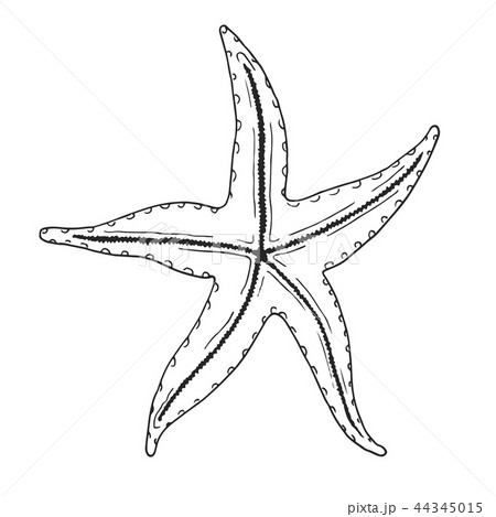 Hand drawn starfish. Vector illustration Hand drawn starfish. Vector illustration 44345015