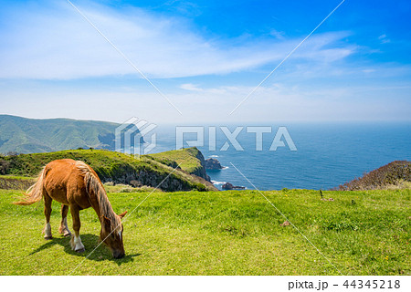隠岐の島 西ノ島町 隠岐の島 西ノ島町 44345218