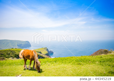 隠岐の島 西ノ島町 隠岐の島 西ノ島町 44345219