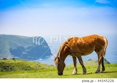 隠岐の島 西ノ島町 隠岐の島 西ノ島町 44345226