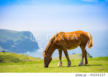隠岐の島　西ノ島町 44345227